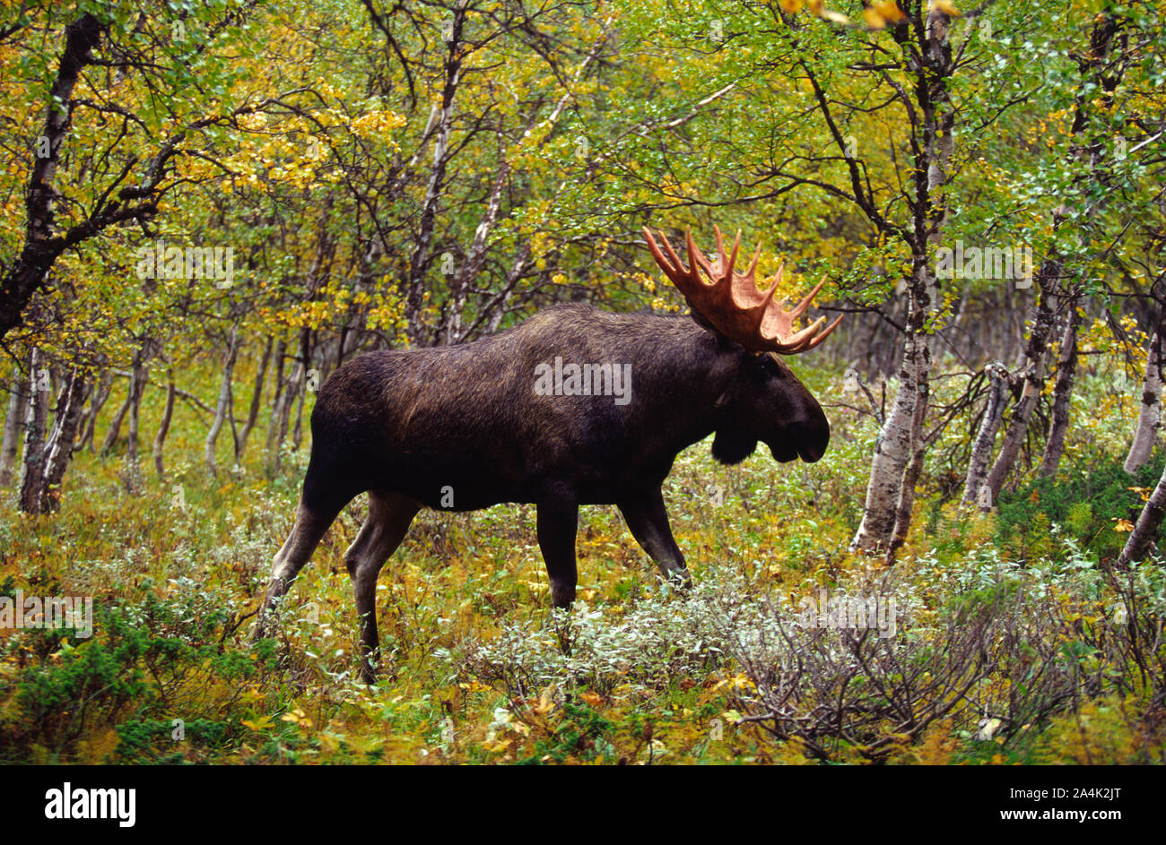 18 spikes horn bull elk in Sarek National park Stock Photo
