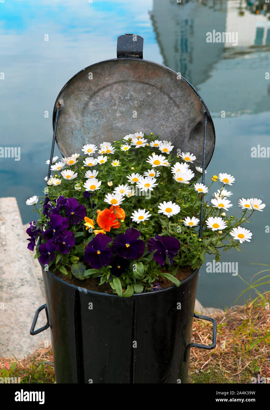 Marguerites in pots hi-res stock photography and images - Alamy