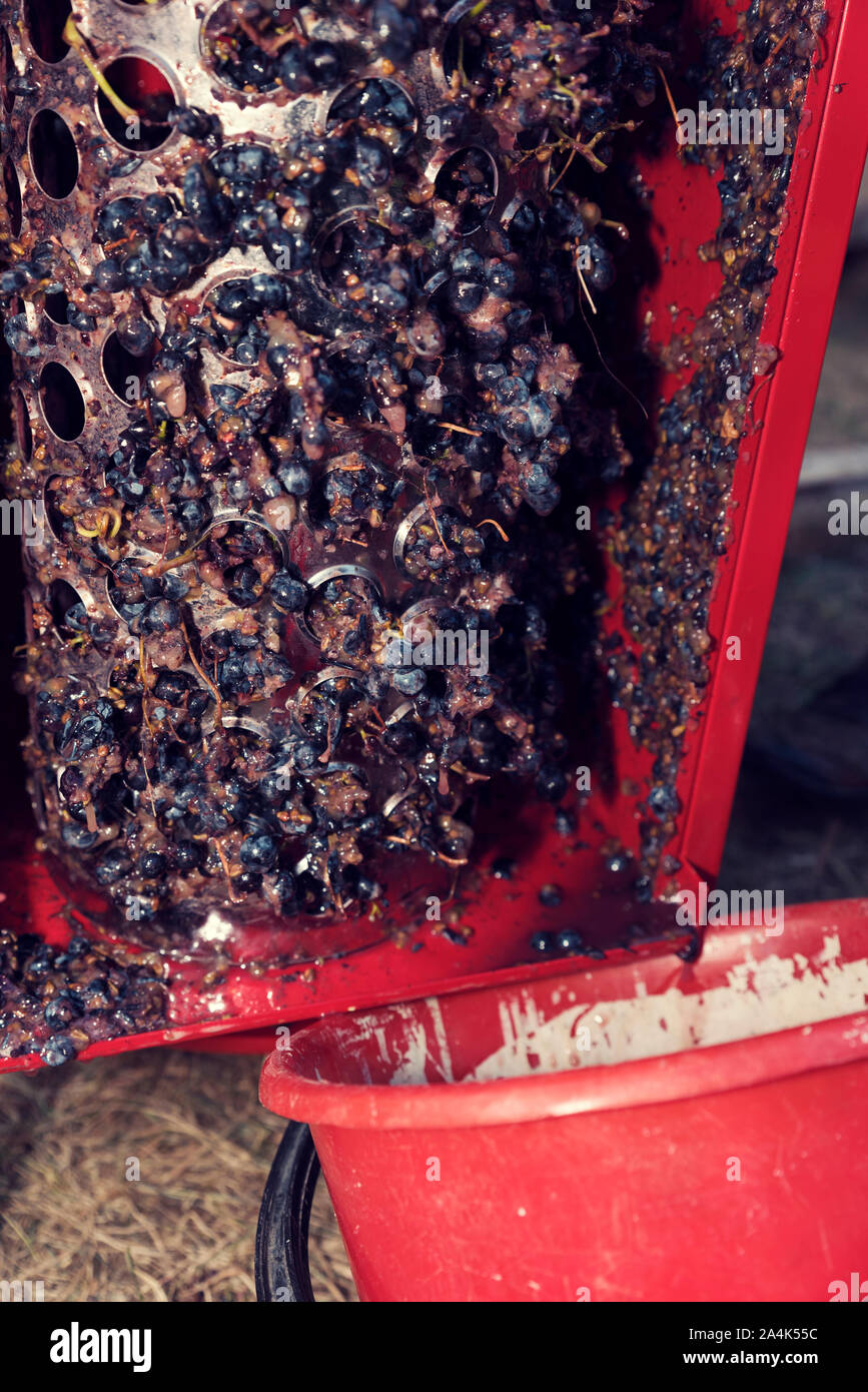Squeezing grapes hires stock photography and images Alamy