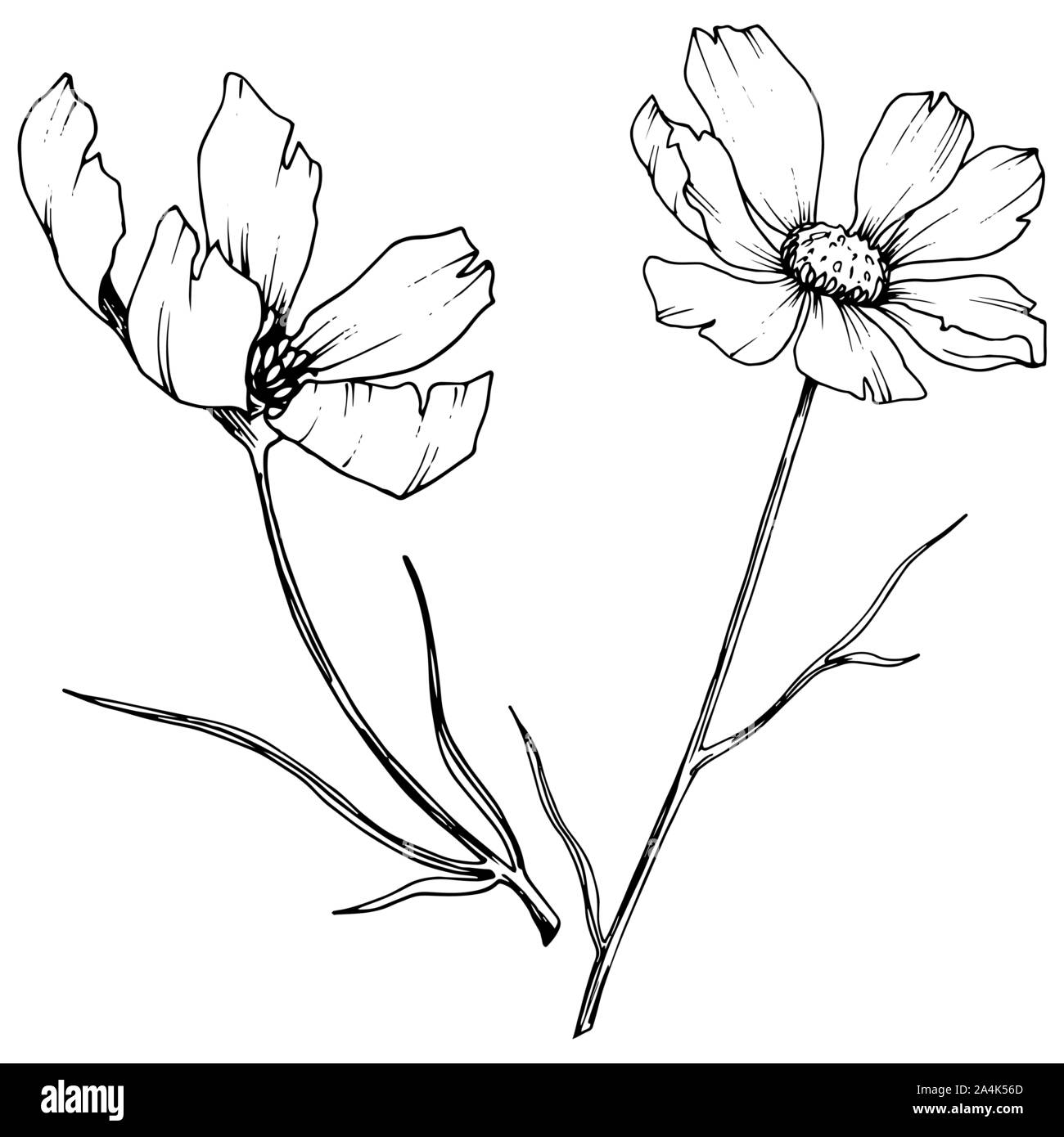 Vector Cosmos floral botanical flowers. Black and white engraved ink ...
