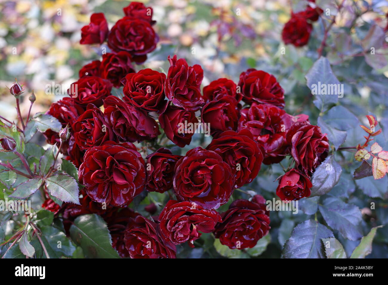 Beautiful blood red roses in the garden. Rain drops like crystals on the petals. Romantic background photo. Wedding, Valentines day, dreamy mood. Stock Photo