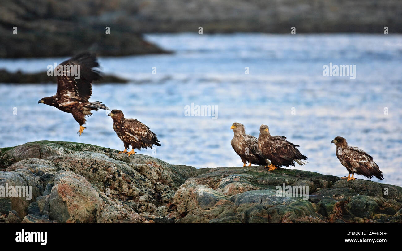 Sea eagles (Haliaeetus albicilla) at the coast of Norway Stock Photo