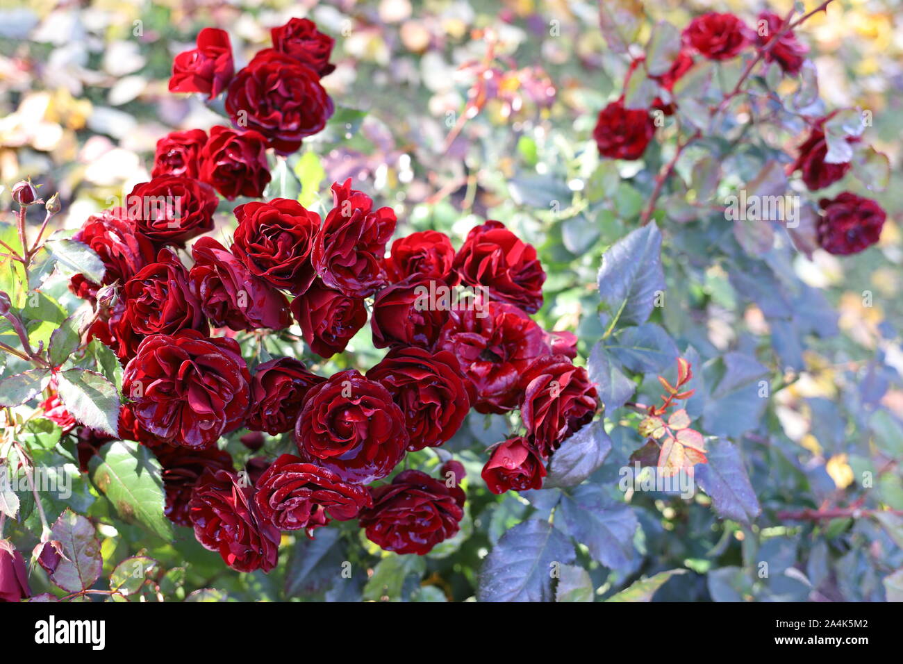 Beautiful blood red roses in the garden. Rain drops like crystals on the petals. Romantic background photo. Wedding, Valentines day, dreamy mood, cele Stock Photo