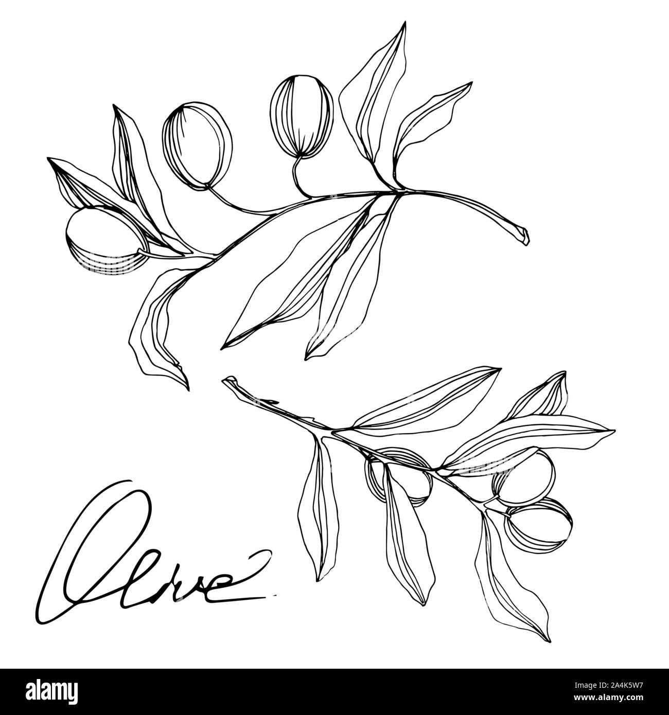 Vector Olive branch with fruit. Black and white engraved ink art ...