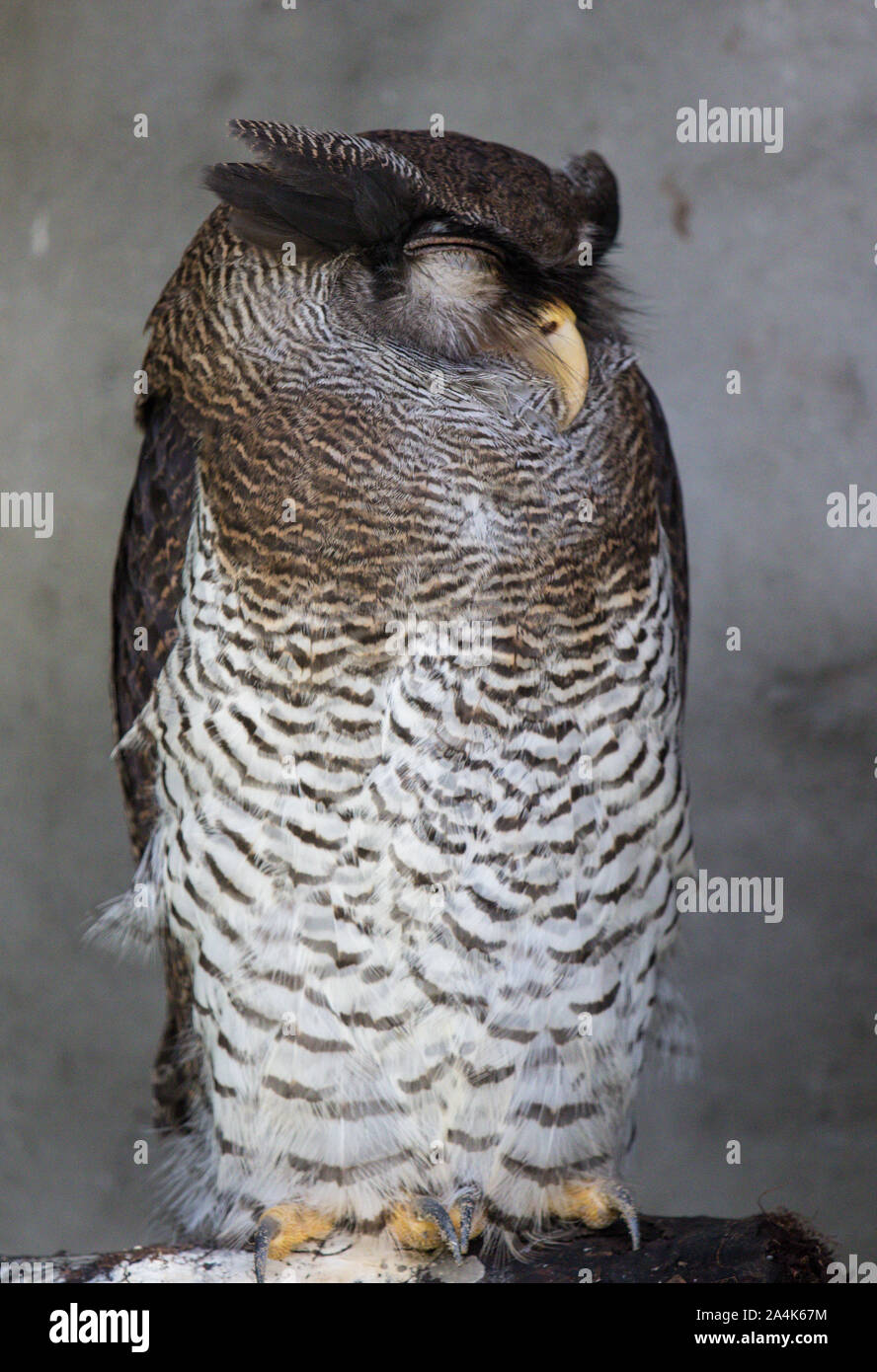 Portrait of sleeping barred eagle-owl, also called the Malay eagle-owl with large beautiful brown eyes and feathers eyebrows. Bubo sumatranus Stock Photo
