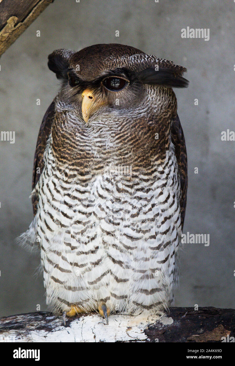 Portrait of sleeping barred eagle-owl, also called the Malay eagle-owl with large beautiful brown eyes and feathers eyebrows. Bubo sumatranus Stock Photo