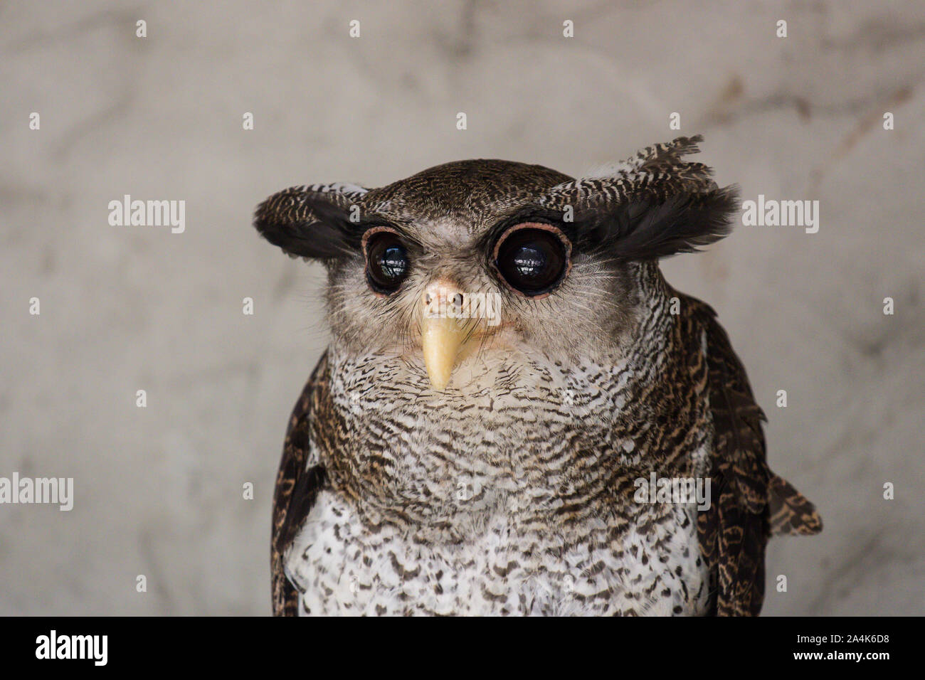 Portrait of angry frightened barred eagle-owl, also called the Malay eagle-owl, awaked and disturbed by strange sound and gazing enormous brown eyes. Stock Photo