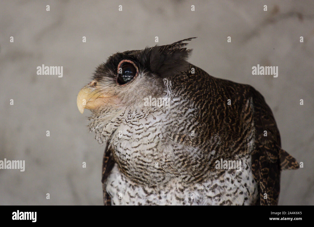 Portrait Of Angry Frightened Barred Eagle Owl Also Called The Malay Eagle Owl Awaked And Disturbed By Strange Sound And Gazing Enormous Brown Eyes Stock Photo Alamy
