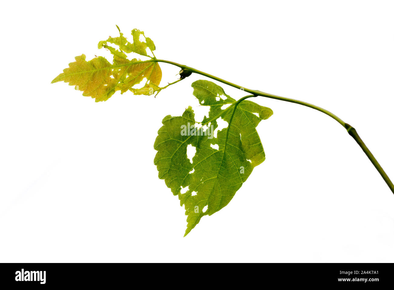 Wormeaten leaves Stock Photo Alamy