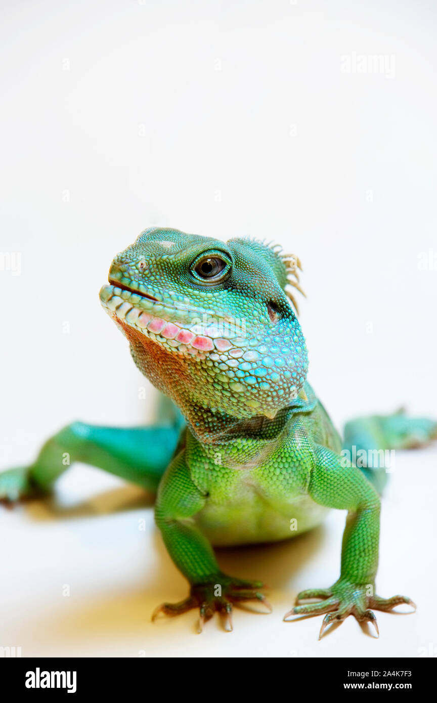 Amphibians lizards hi-res stock photography and images - Alamy