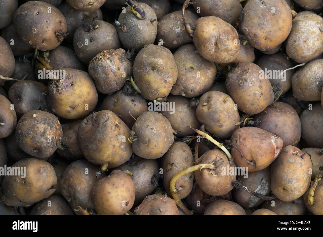 Stored potatoes hires stock photography and images Alamy