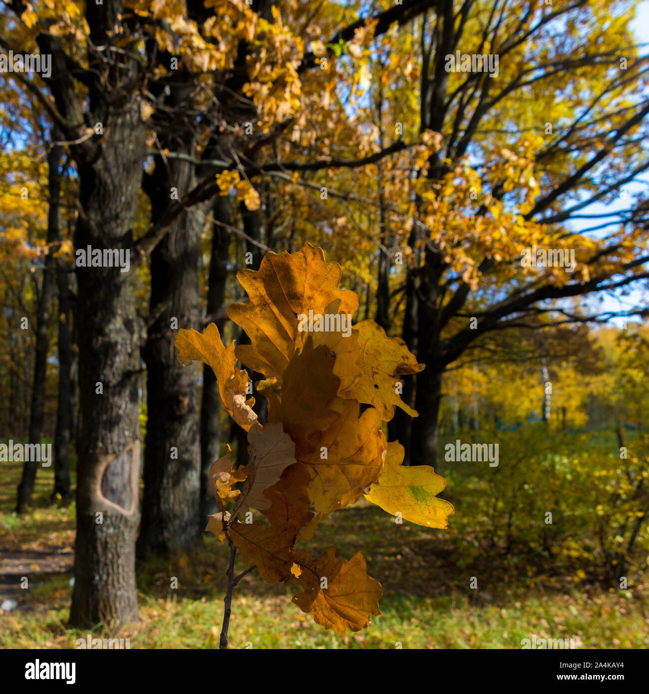 Falling oak leaves hi-res stock photography and images - Alamy