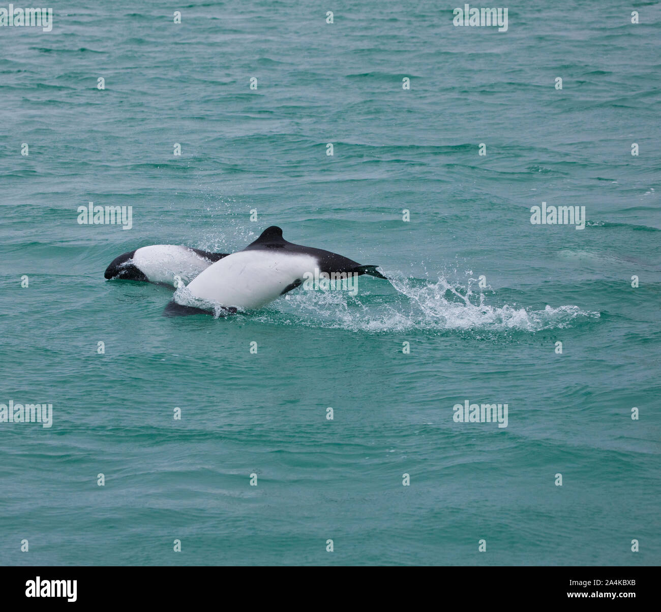 Tonina Overa Hi res Stock Photography And Images Alamy tonina-overa-hi-res-stock-photography-and-images-alamy