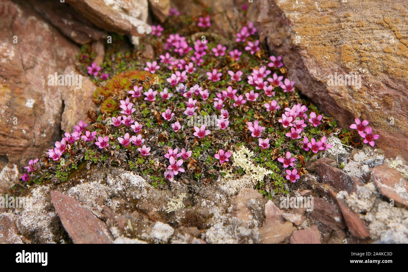 Svalbard, Spitsbergen: Saxifraga oppositifolia /purple Saxifrage - mountain flowers Stock Photo