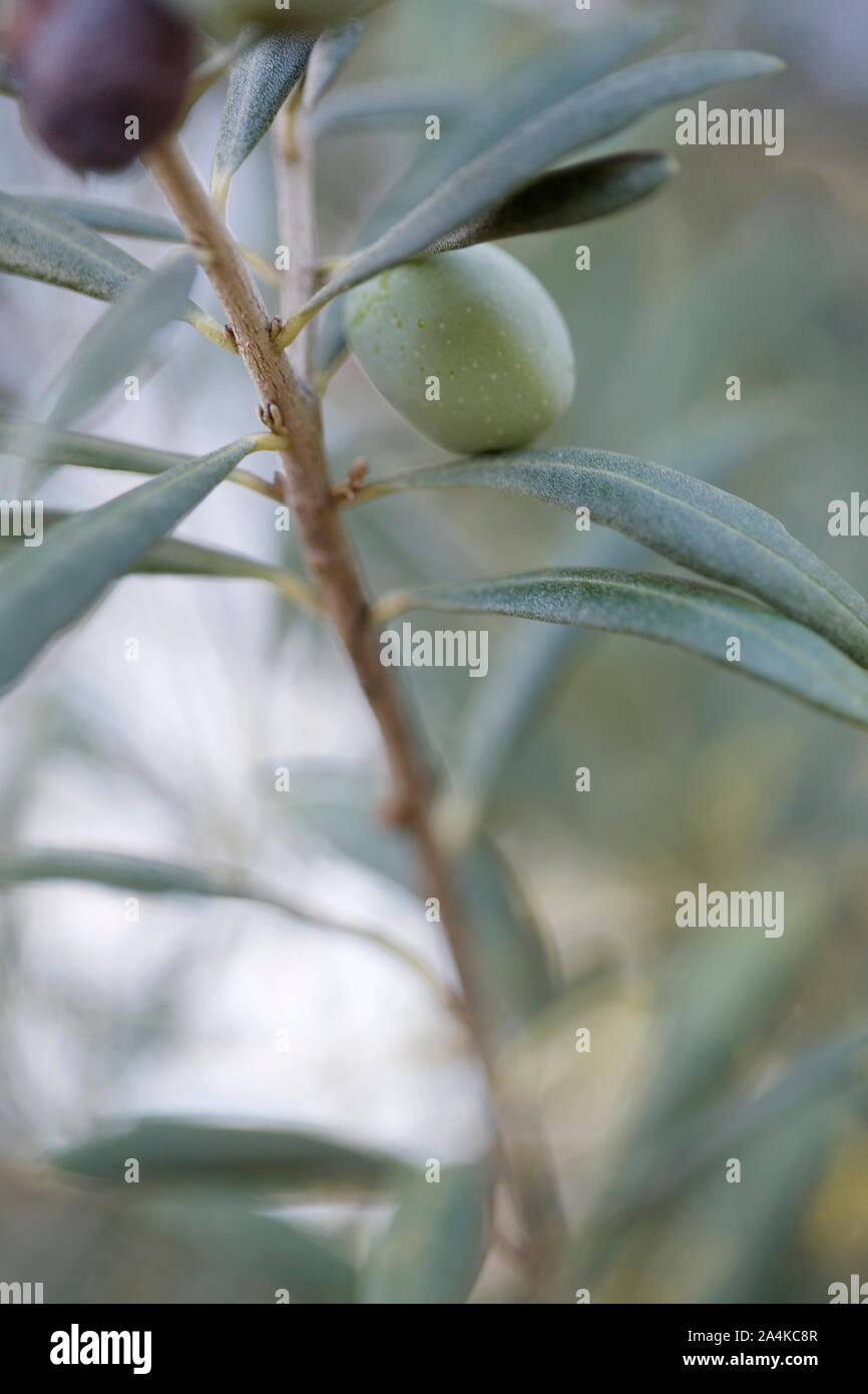 Olive tree in italy hi-res stock photography and images - Alamy