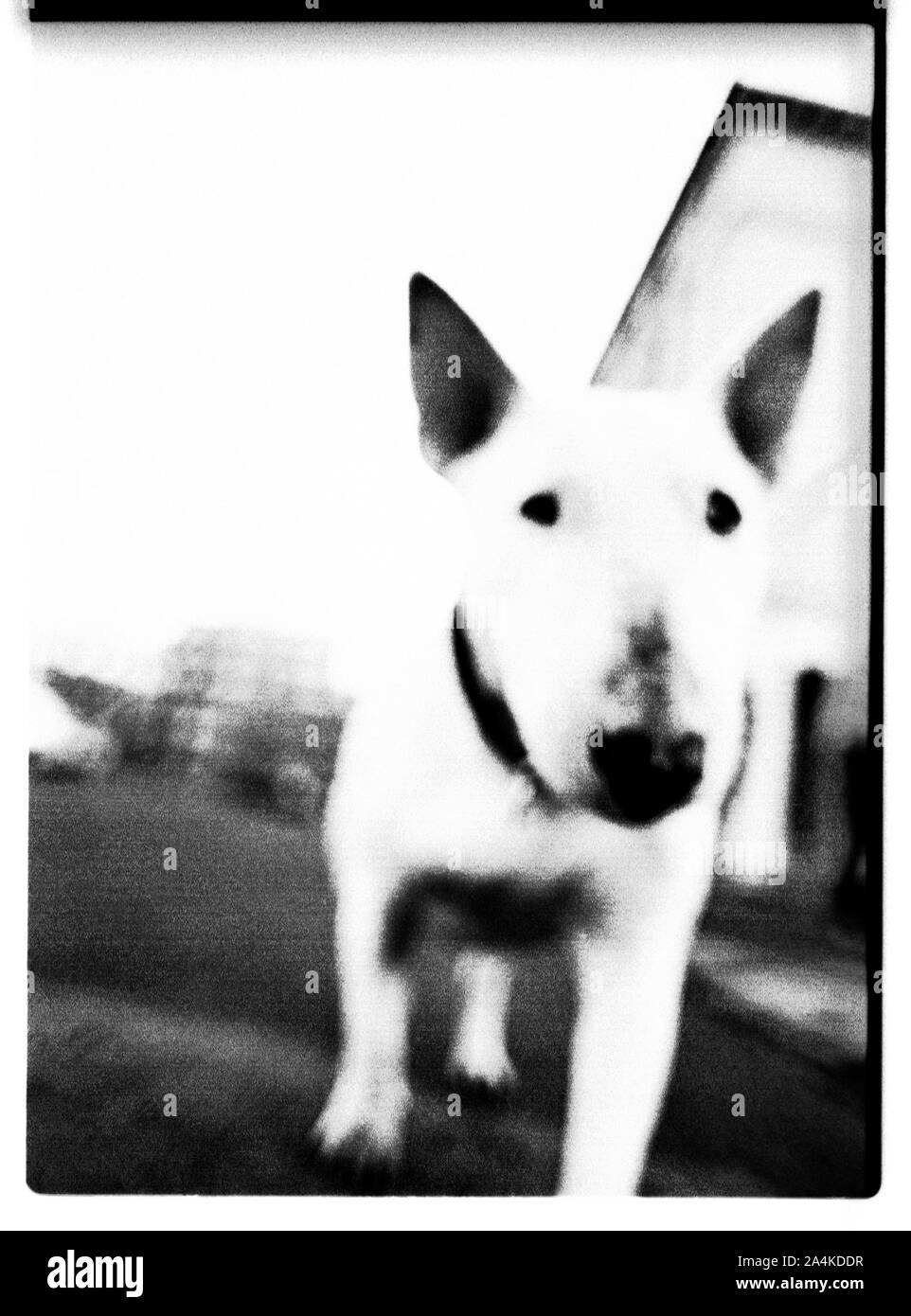 Bull Terrier Black and White Stock Photos & Images - Alamy