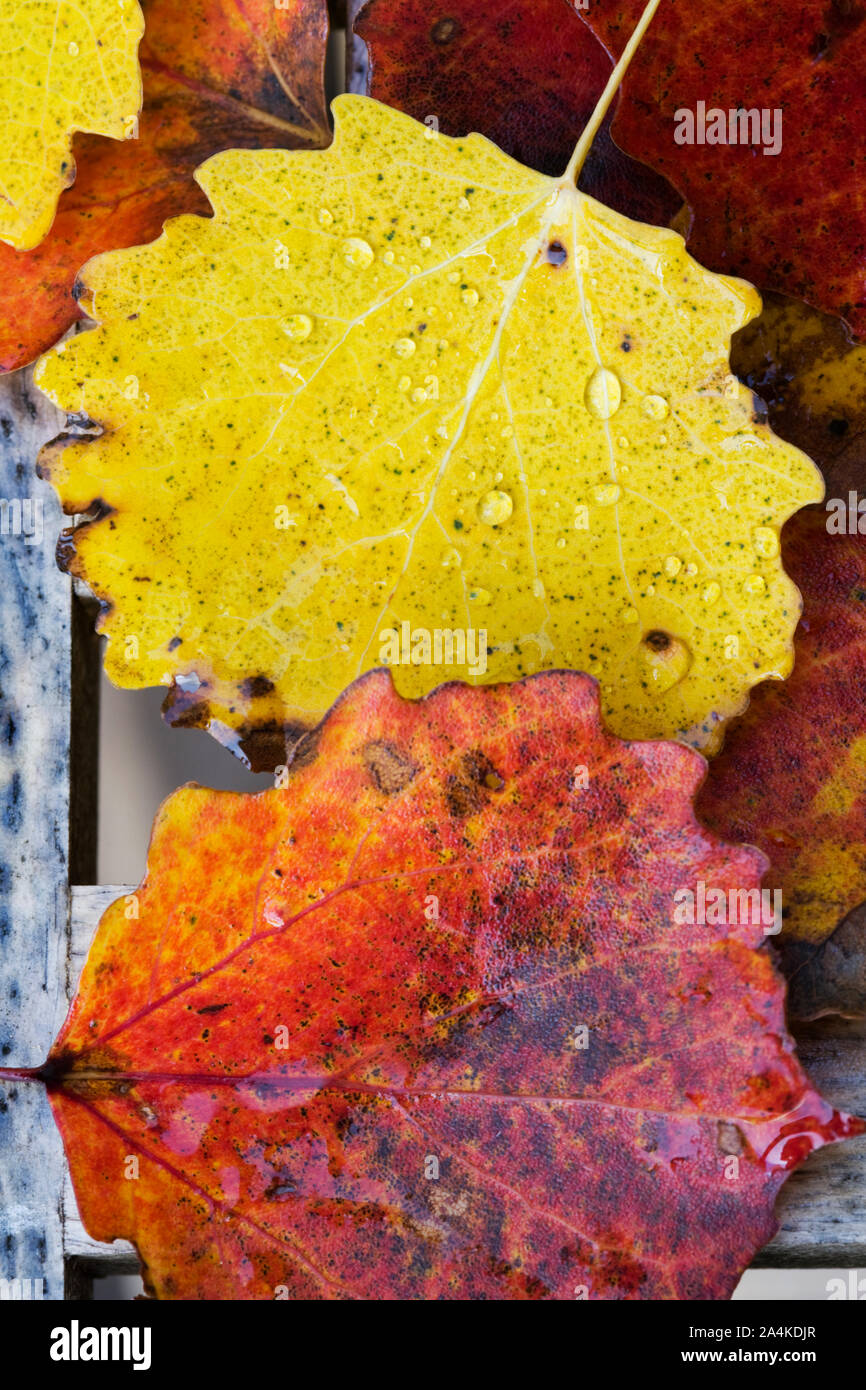 Two leaves form hi-res stock photography and images - Alamy