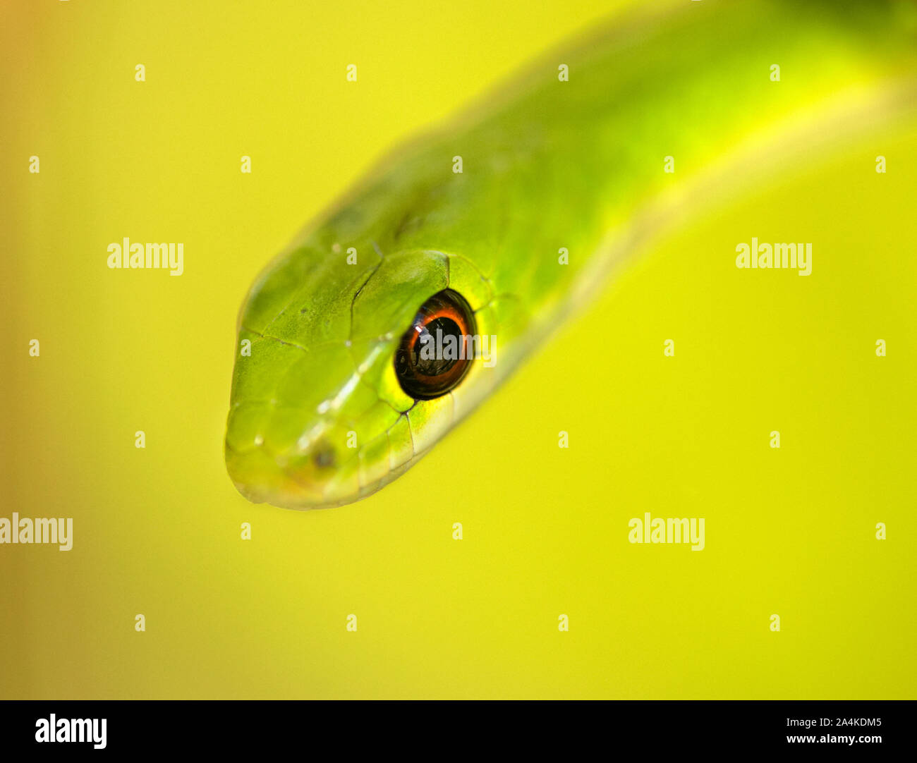 Green tree snake, Masai Mara, Kenya, Africa. Stock Photo