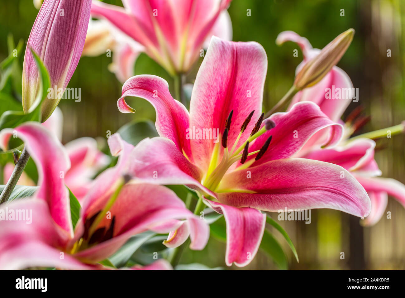 Bunch of bright pink lilies. Close-up of one opened lily surrounded by other lilies. Flourishing bright pink flowers. Stock Photo