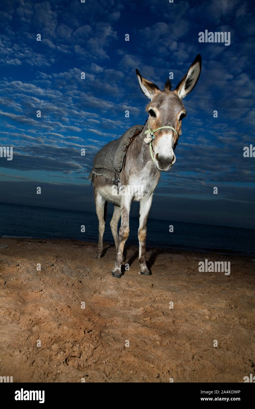 Donkeys eye hi-res stock photography and images - Alamy