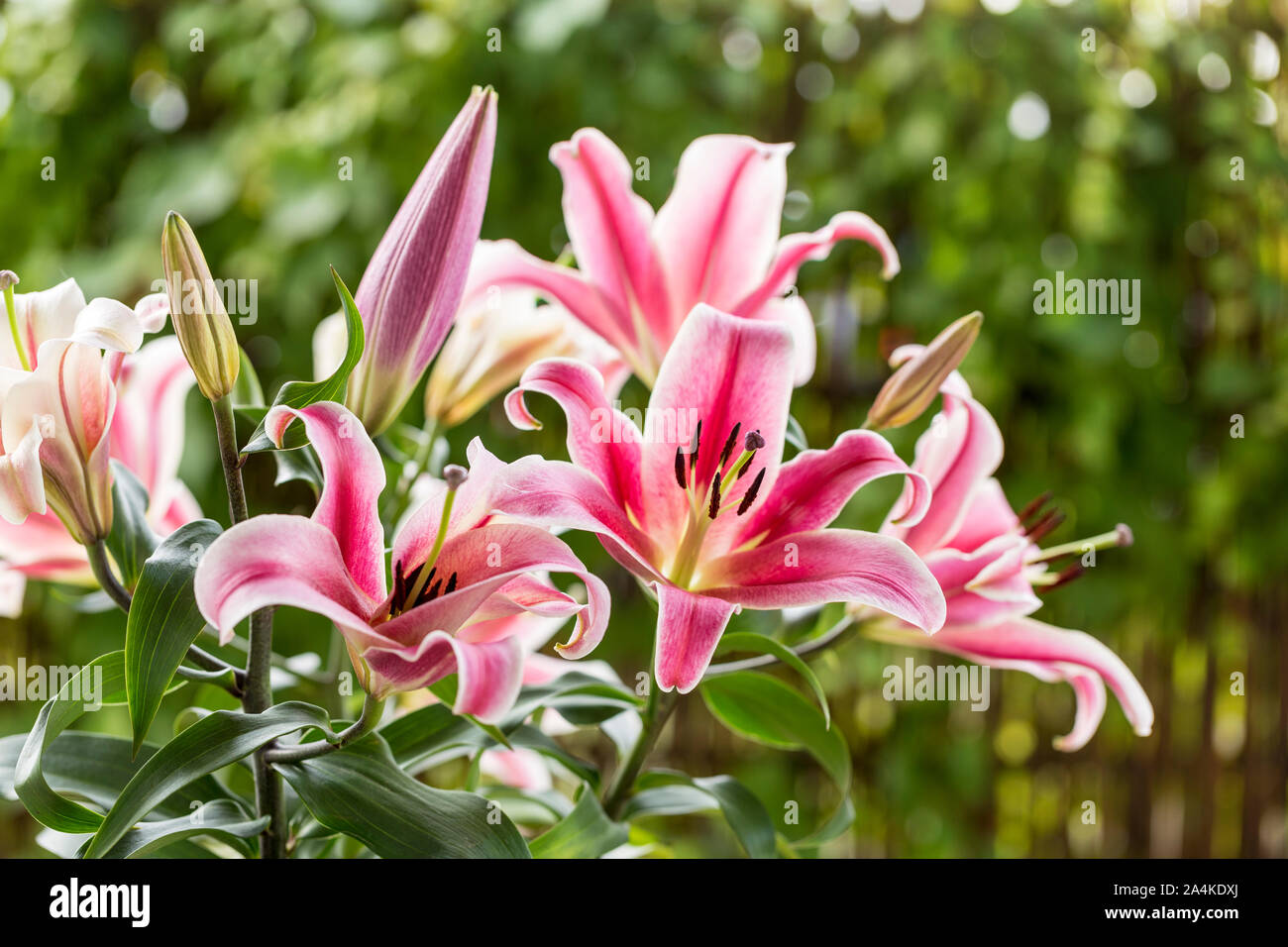 Bunch of bright pink lilies. Flourishing bright pink flowers. Stock Photo
