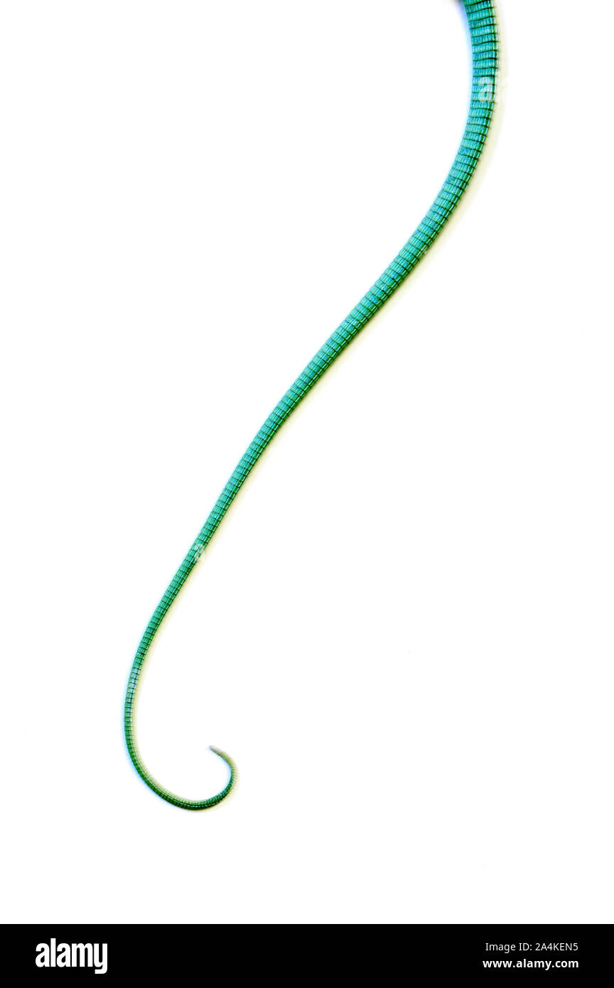 Amphibians tail hi-res stock photography and images - Alamy