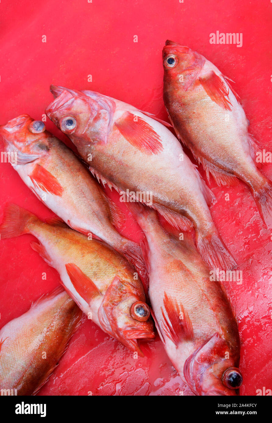 Norway haddock / rosefish / redfish / ocean perch. Lofoten. Lofotfiske. Stock Photo