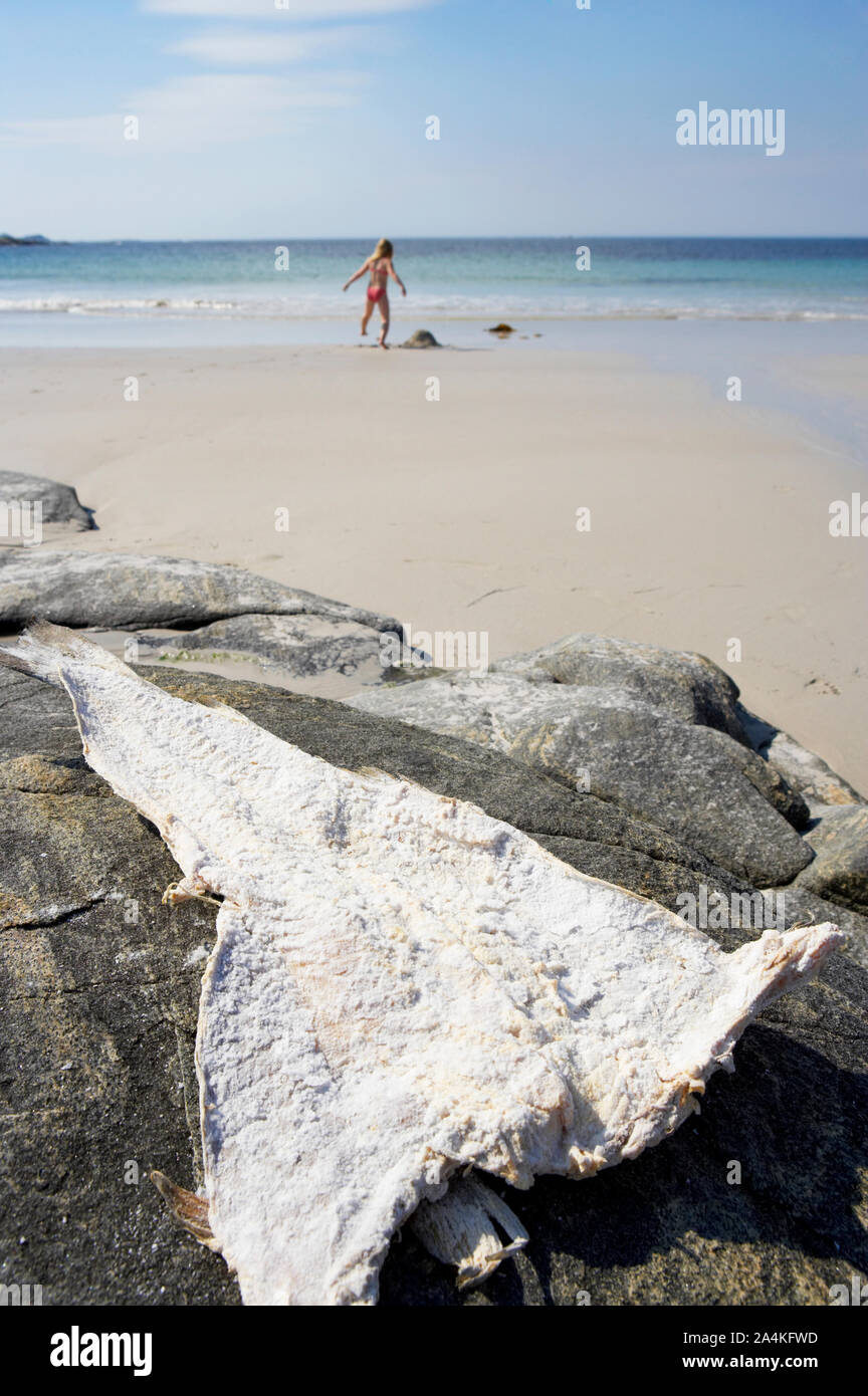 Dried cod on beach on Vigra island, Norway Stock Photo Alamy