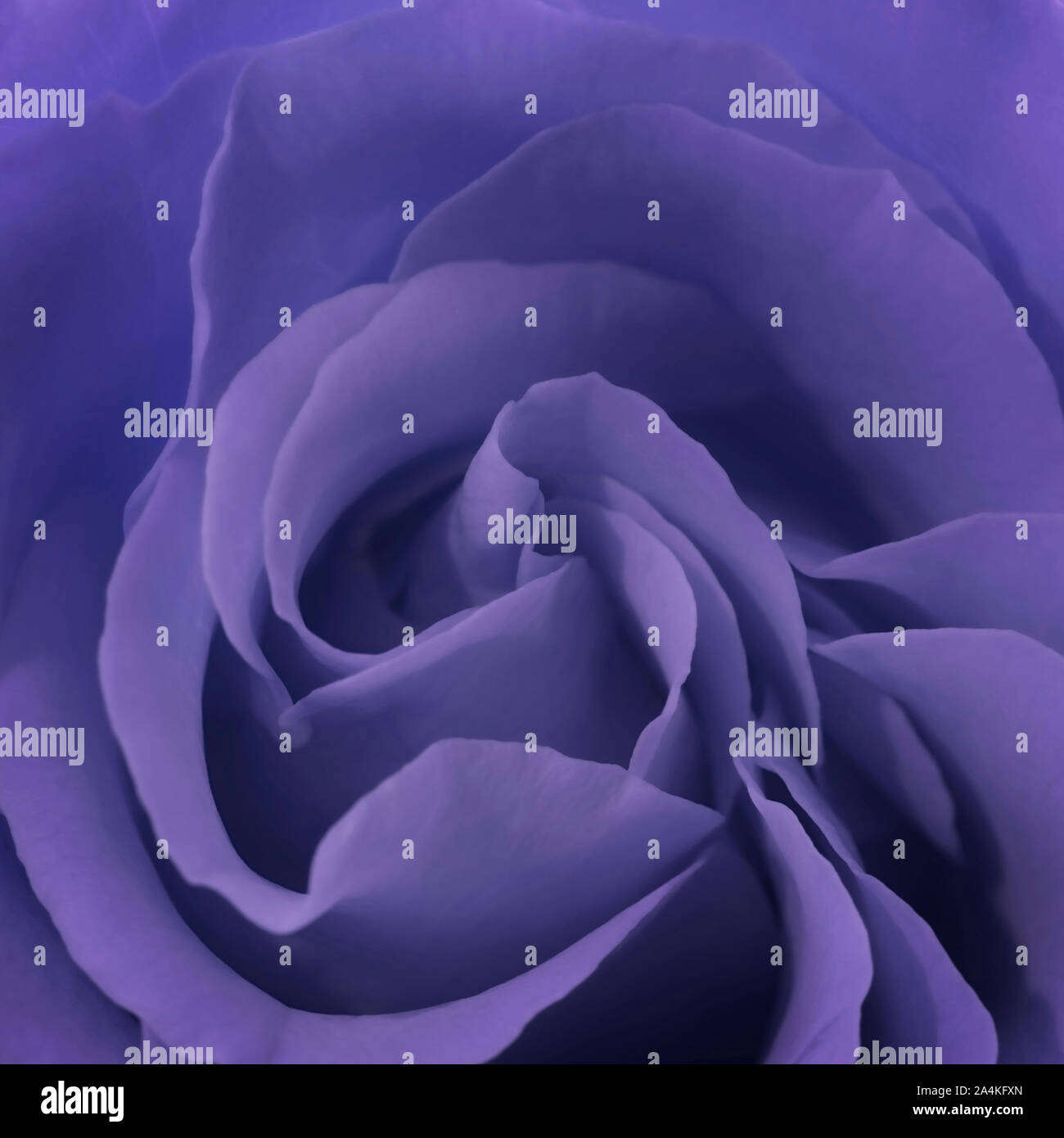 close up of petals of a purple rose Stock Photo