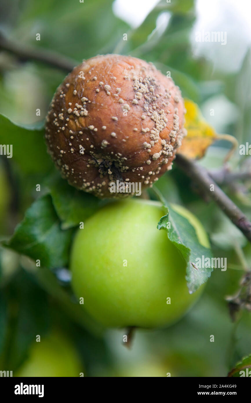 Apple trees - one rotten apple in Norway Stock Photo