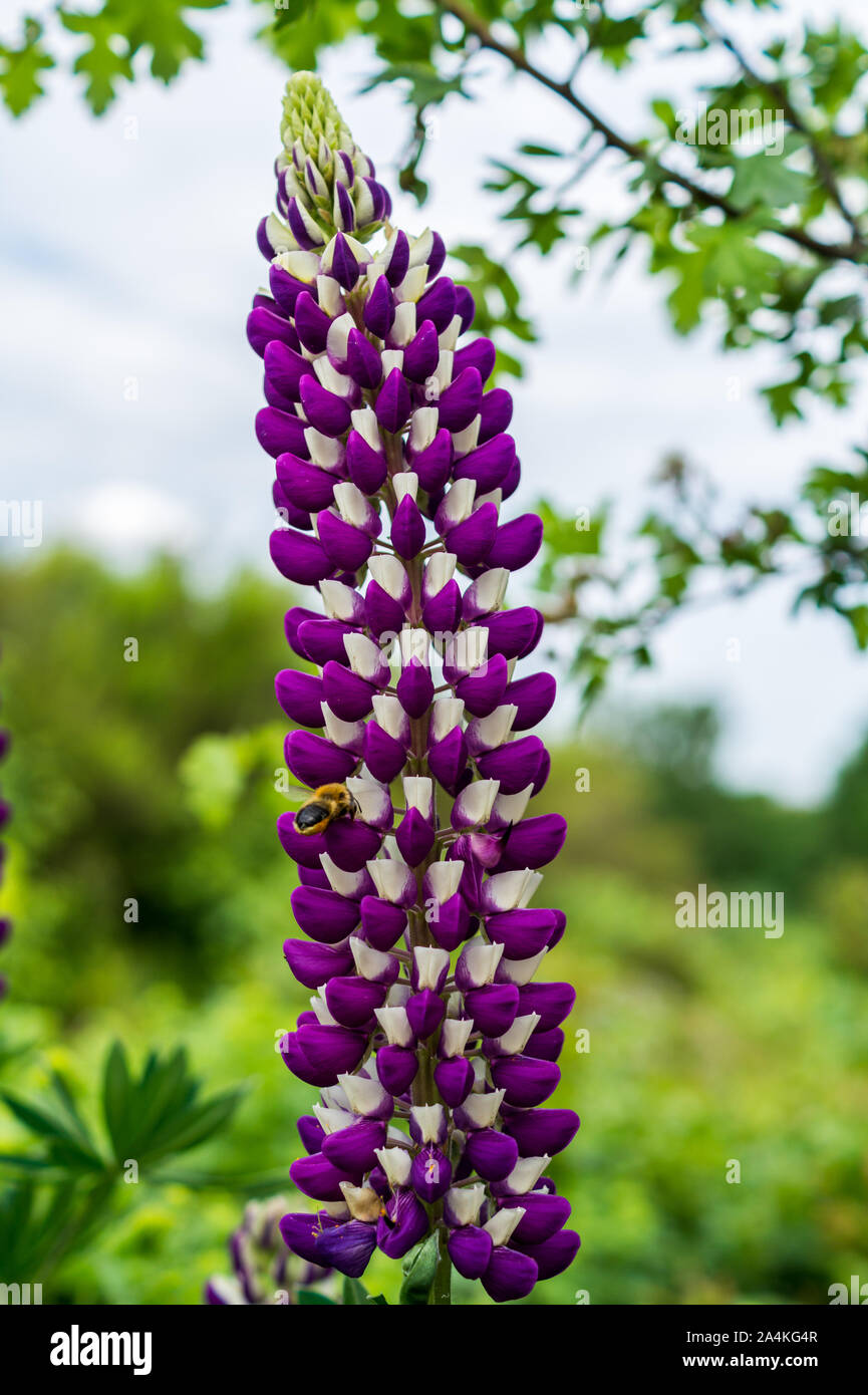 Lupinus Flora in the Garden Stock Photo