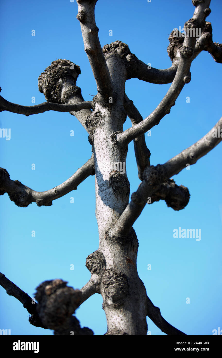Tree without leaves Stock Photo Alamy