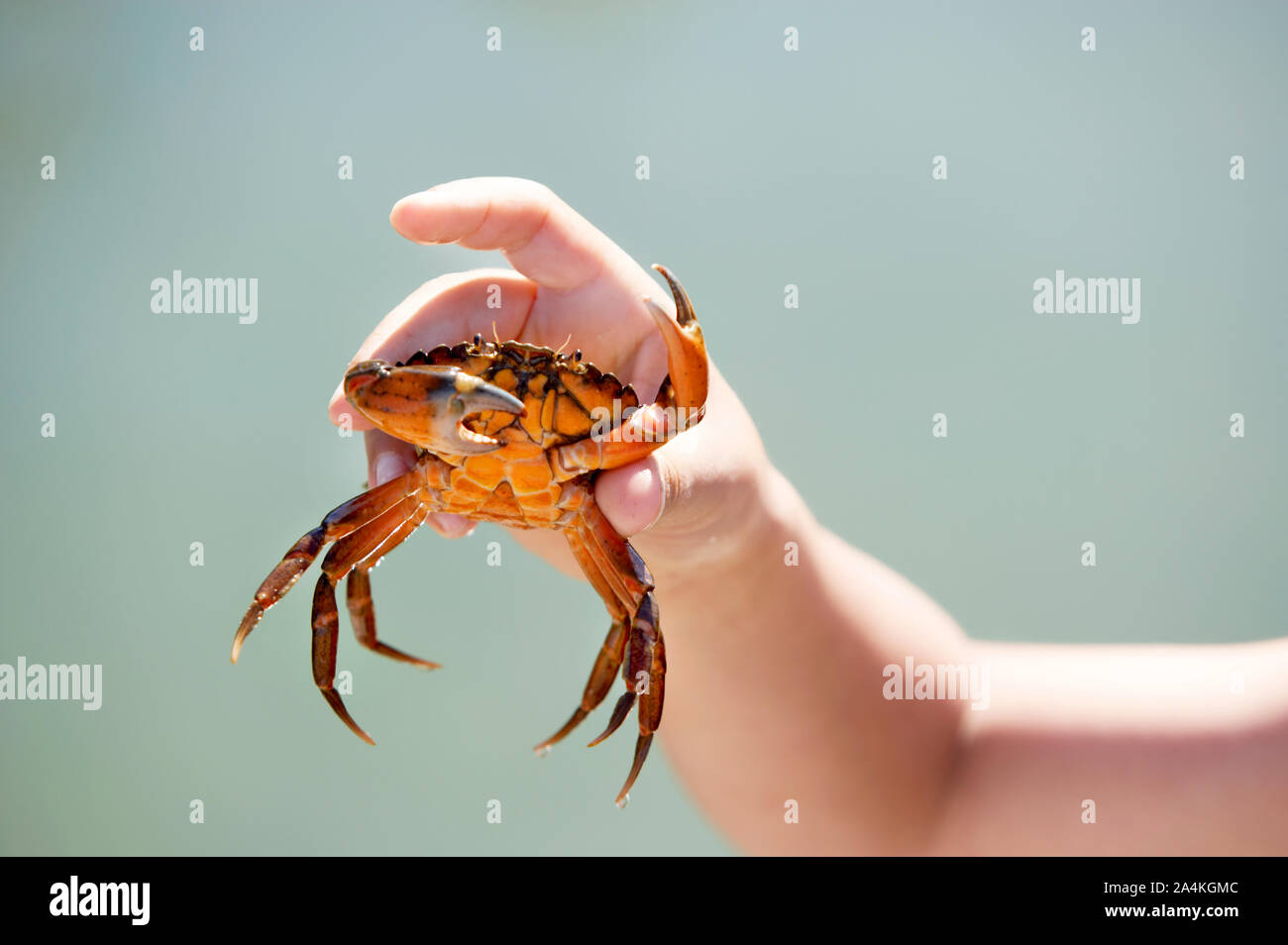 Fishing crab/crabs Claws Stock Photo Alamy