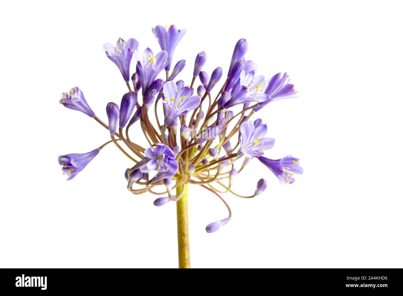 Purple Flowers Cut Out Stock Images & Pictures - Alamy