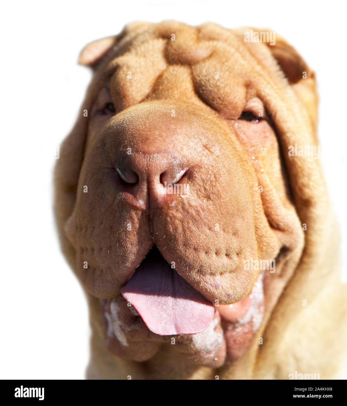 Folded skin on a dog Stock Photo - Alamy