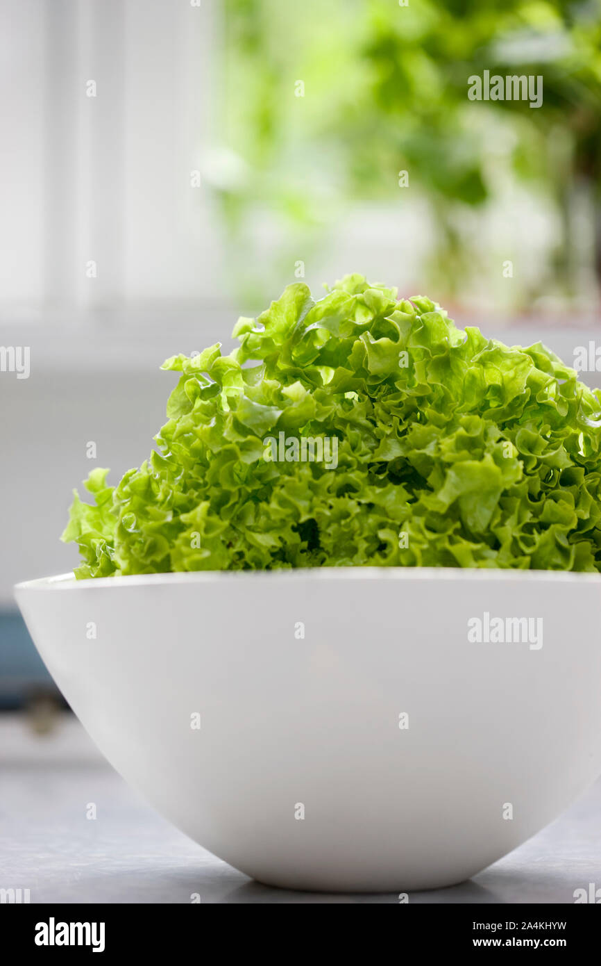 Lettuce in bowl Stock Photo