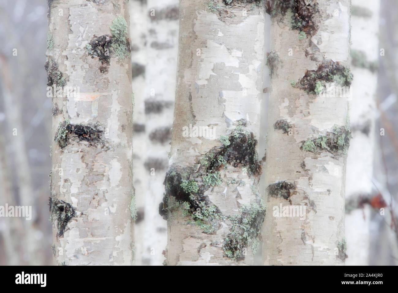 Birch trees Stock Photo