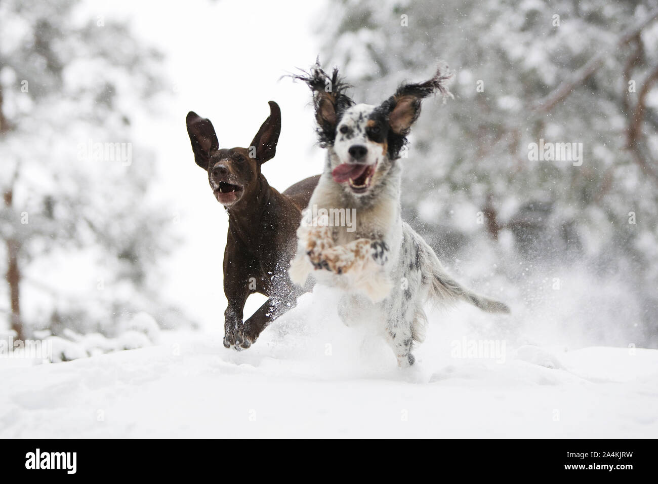 A Dog Runs In The Snow Stock Photo