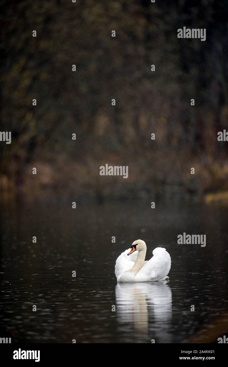 Swan In Water, Northern Europe, Scandinavia, Norway Stock Photo