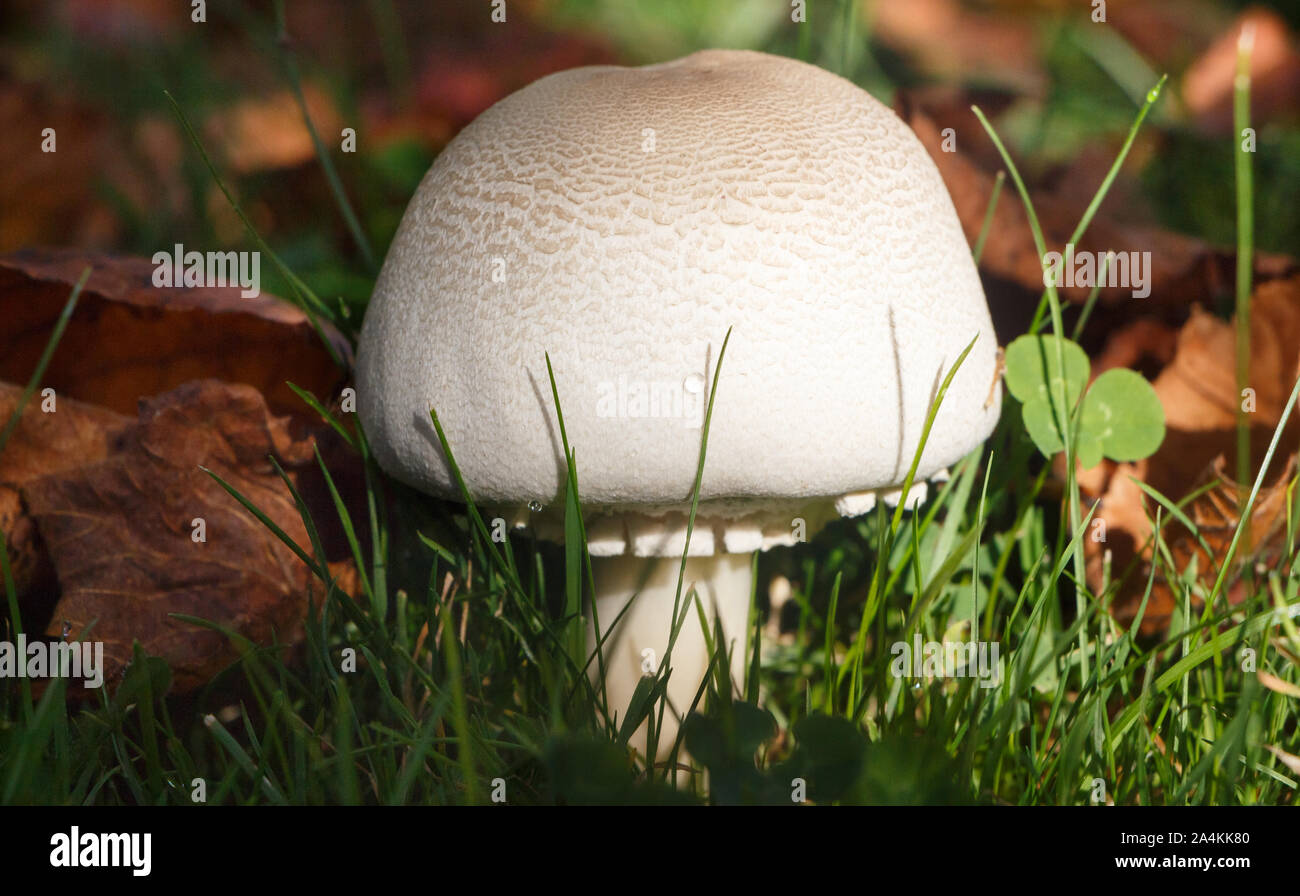 Field mushroom hires stock photography and images Alamy