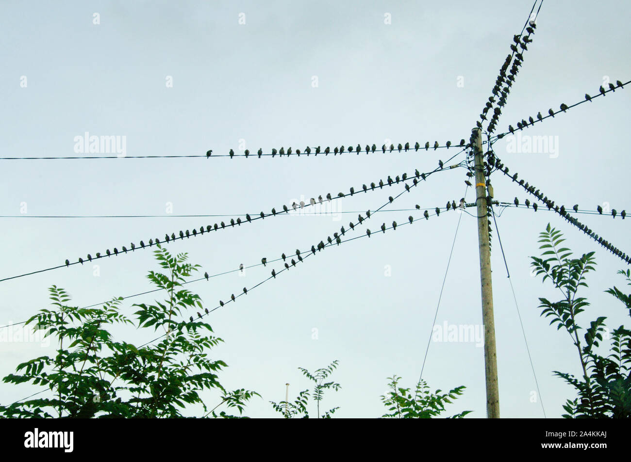Birds perched atop power lines Stock Photo Alamy