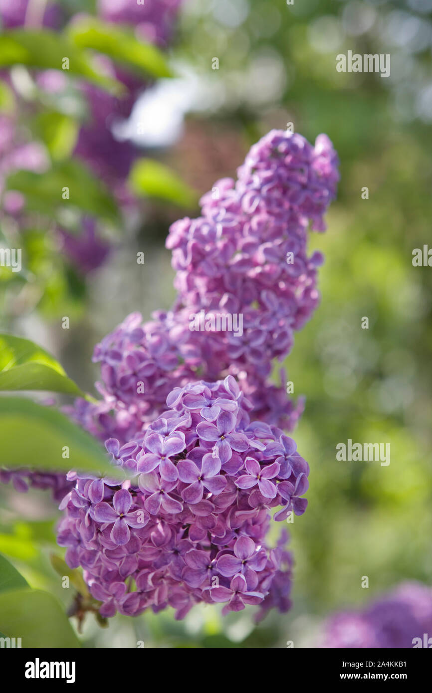 Lilacs in allotment in Norway Stock Photo