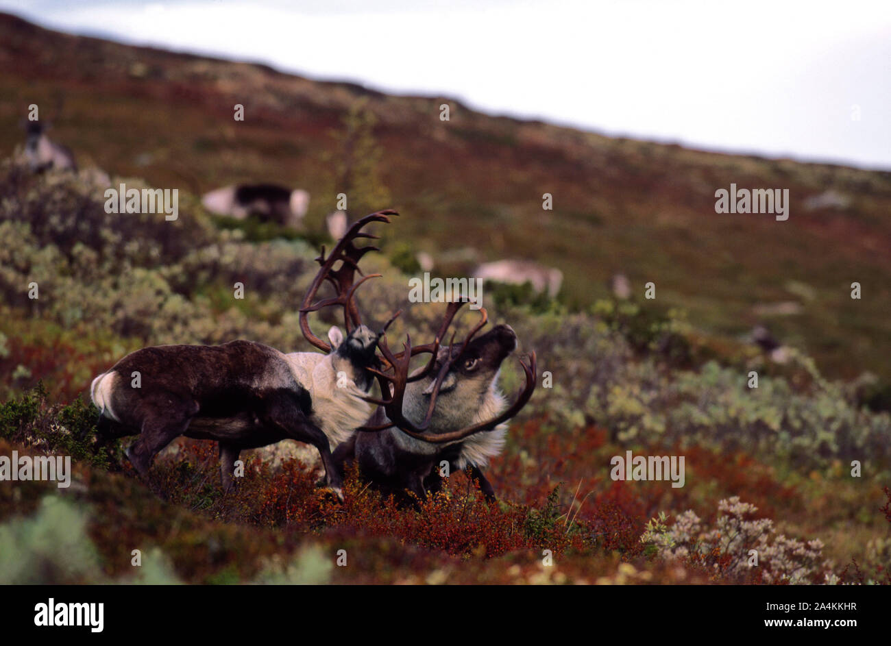 Two wild reindeers fighting in Forilhogna National park near lake Femunden, Norway Stock Photo