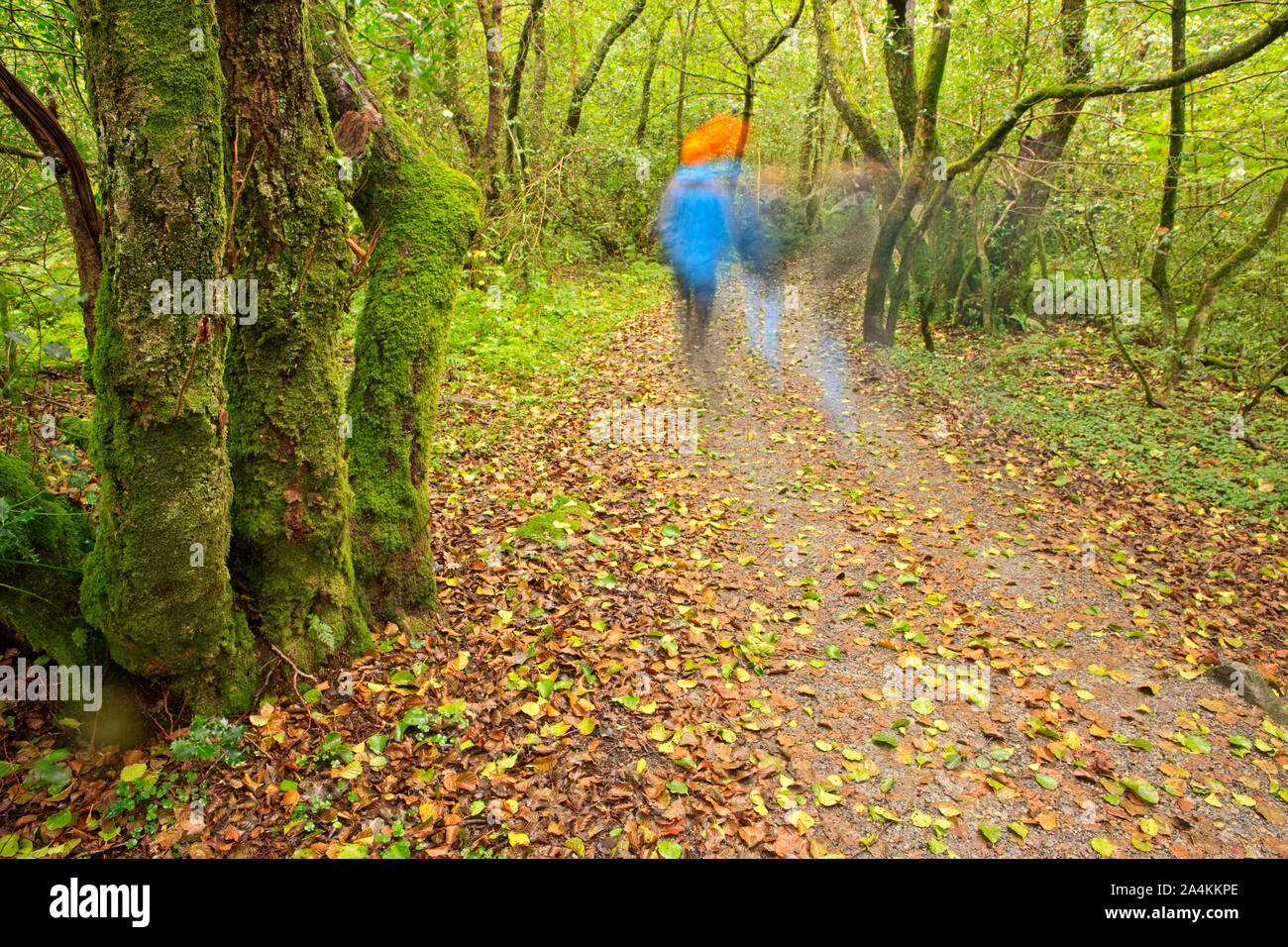 Couple on forest path in Norway Stock Photo
