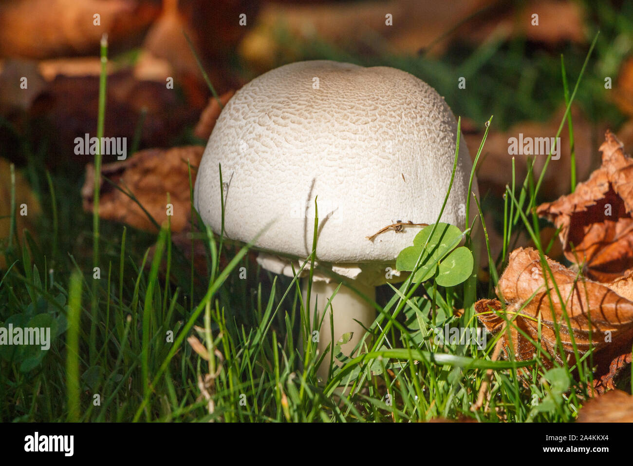 Field mushroom and dead leaves in grass during spring Stock Photo