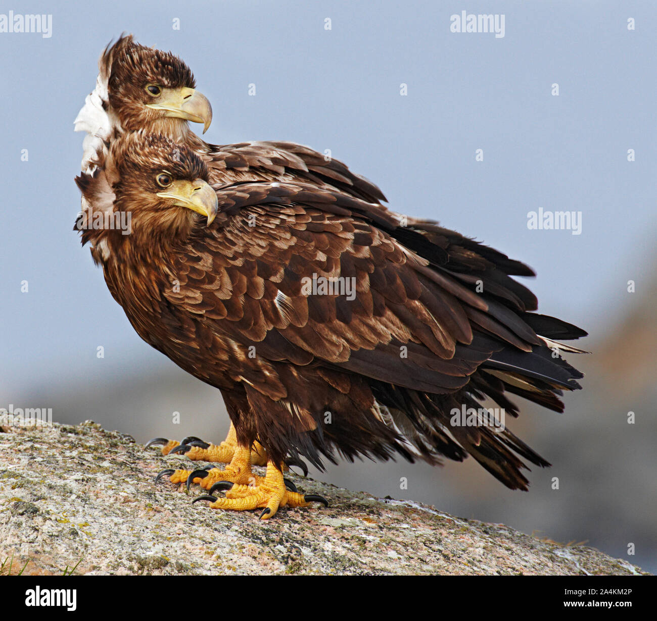 Sea eagles in Norway Stock Photo