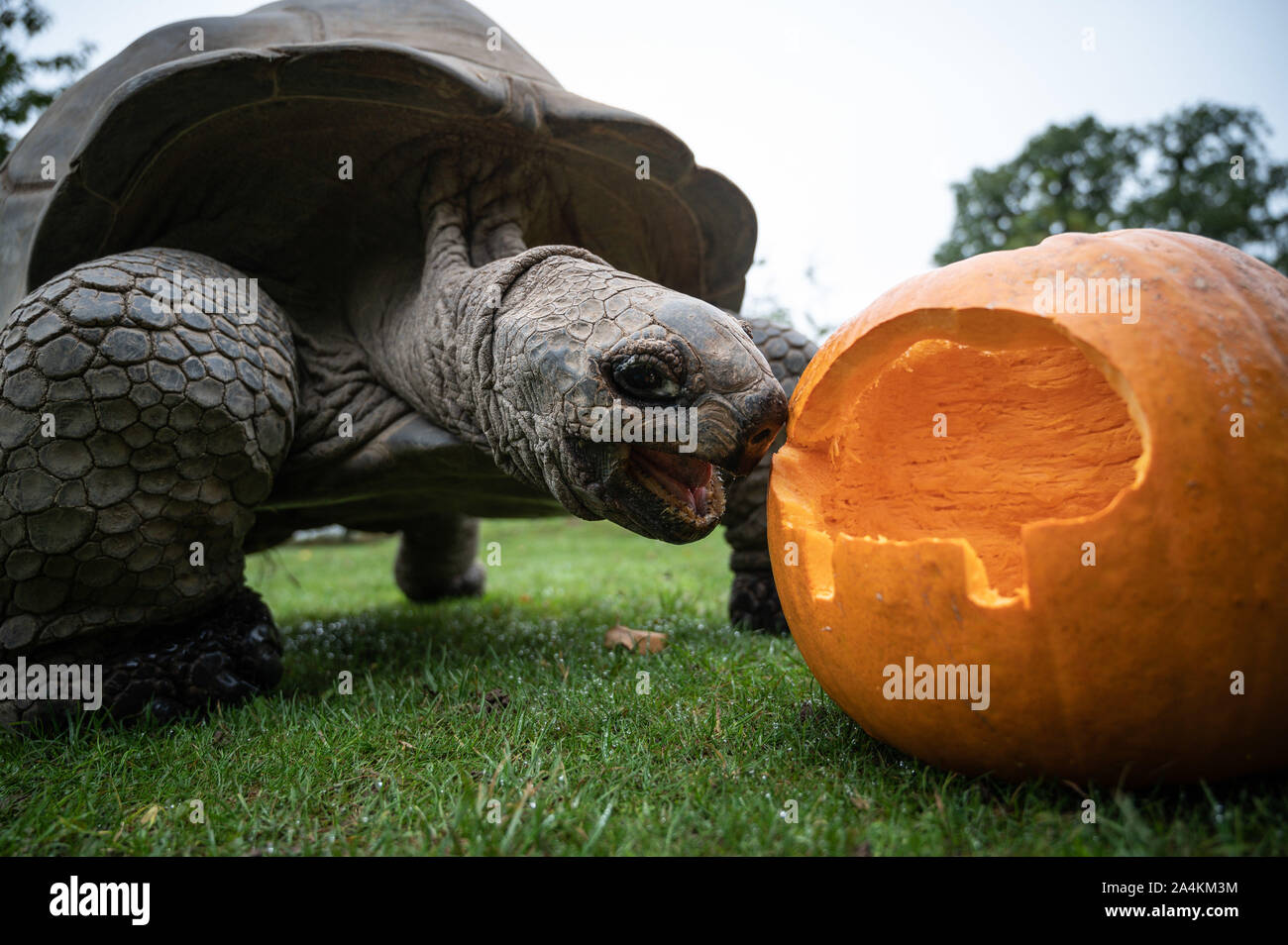 Cotswold Wildlife Park, Oxfordshire, UK. 15th Oct, 2019. Animals eat pumpkins carved with various designs, from spooky faces to impressions of the animals themselves. This giant tortoise is called Darwin and is about 30 years old. Credit: Andrew Walmsley/Alamy Live News Stock Photo