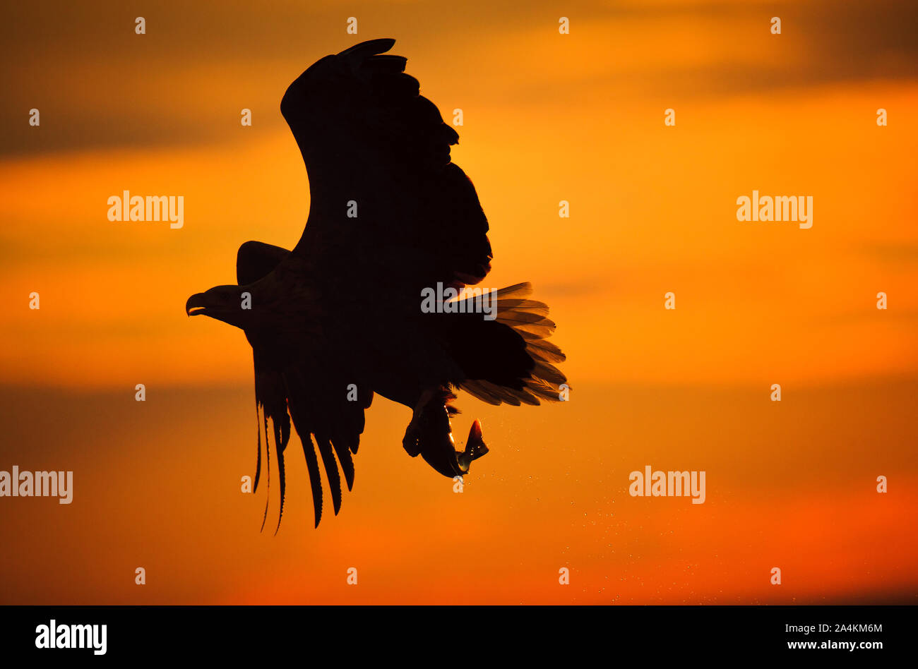 Silhouette Of Golden Eagle Stock Photo 329888572 Alamy