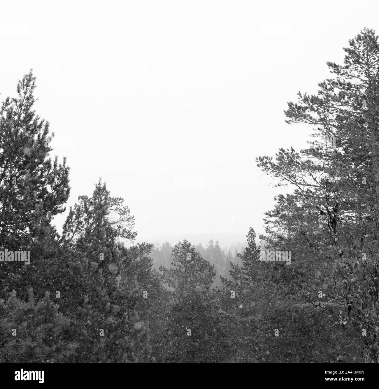 Norwegian winter forest Stock Photo