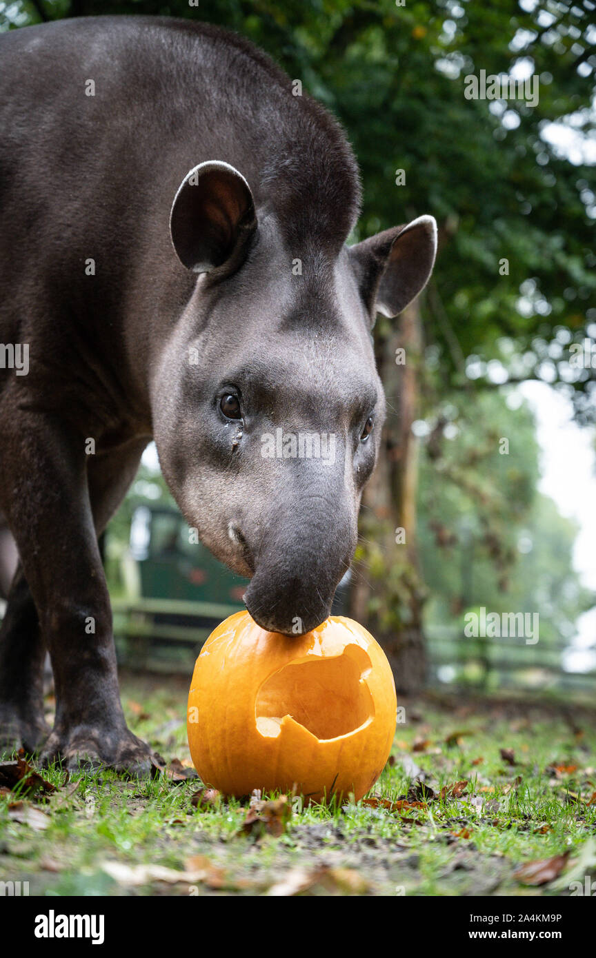 Cotswold Wildlife Park, Oxfordshire, UK. 15th Oct, 2019. Animals eat pumpkins carved with various designs, from spooky faces to impressions of the animals themselves. Lolly and Gomez the tapirs enjoy a pumpkin filled with apples. Credit: Andrew Walmsley/Alamy Live News Stock Photo